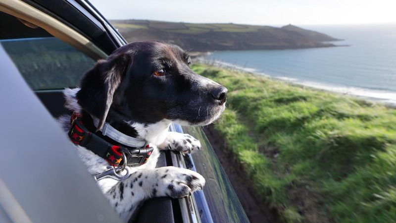 Pet-Repelling Battery Frequencies