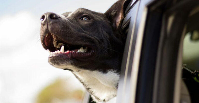 Top 10 Cars for Dog Owners in America (2025 Edition)